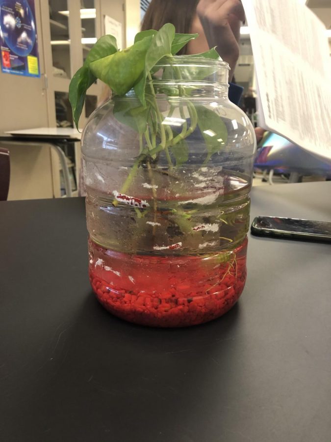 Live model of the fish tank in Zoology class