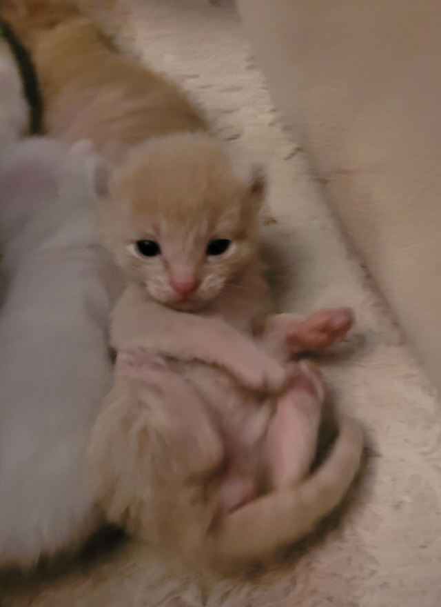 How Should You Care For Your Cat?